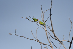 Psittacula cyanocephala