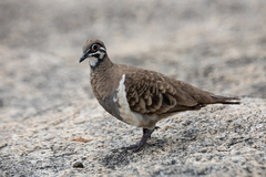 Geophaps scripta