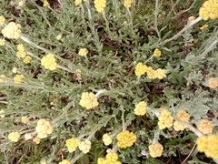 Helichrysum stoechas