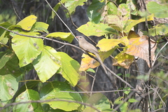 Taccocua leschenaultii