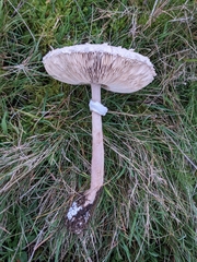 Macrolepiota