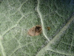 Phytomyza primulae