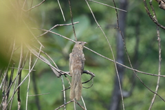 Taccocua leschenaultii