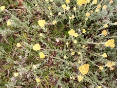 Helichrysum stoechas