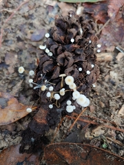 Strobilurus conigenoides