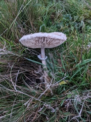 Macrolepiota