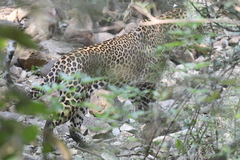 Panthera pardus fusca