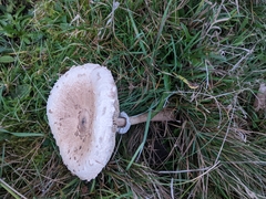 Macrolepiota