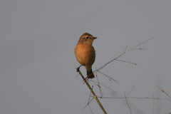 Saxicola maurus
