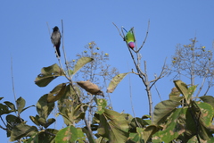 Psittacula cyanocephala