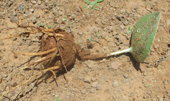 Eriospermum currorii