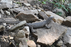 Varanus bengalensis