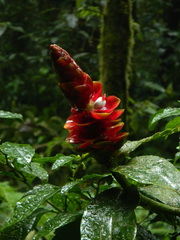 Costus scaber