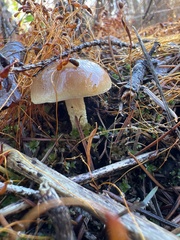 Pholiota highlandensis