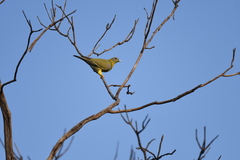 Treron phoenicopterus