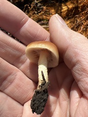 Pholiota highlandensis