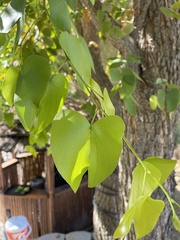 Colophospermum