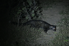 Paradoxurus hermaphroditus