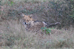 Canis aureus indicus