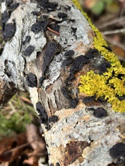 Biscogniauxia marginata