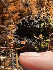 Cotylidia carpatica