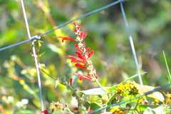 Salvia cinnabarina