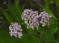 Achillea roseo-alba