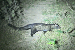 Paradoxurus hermaphroditus