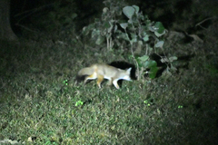 Vulpes bengalensis