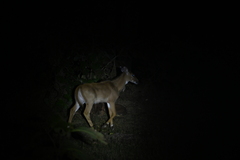 Boselaphus tragocamelus