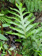 Microsorum membranifolium
