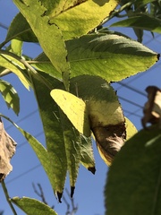 Phoebis philea