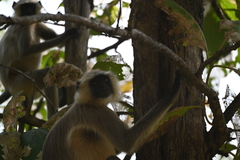 Semnopithecus entellus