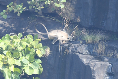 Semnopithecus entellus