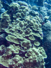 Cephalopholis cruentata