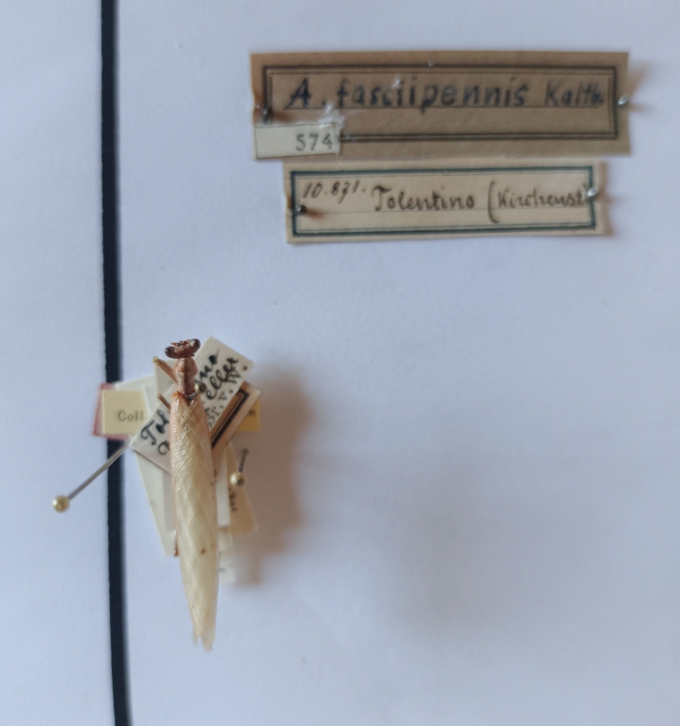 Spined Dwarf Mantis