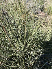 Ephedra aspera