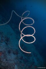 Cirrhipathes rumphii