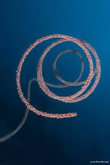 Cirrhipathes rumphii