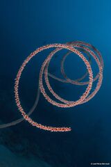 Cirrhipathes rumphii