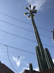Trichocereus macrogonus
