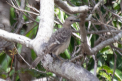 Chlamydera nuchalis