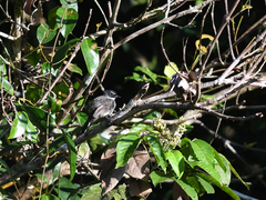 Rhipidura javanica