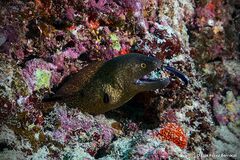 Gymnothorax flavimarginatus