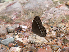 Mycalesis horsfieldi
