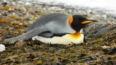 Aptenodytes patagonicus