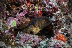 Gymnothorax flavimarginatus