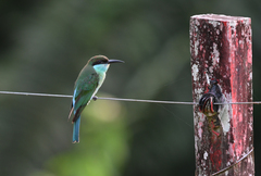 Merops viridis