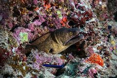 Gymnothorax flavimarginatus