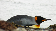 Aptenodytes patagonicus